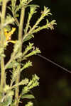 Downy ragged goldenrod